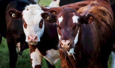 Berapa Hari Lagi Idul Adha 2023?