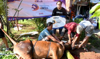 Sedekah Qurban 1444 H, BPKH RI dan Laznas PPPA Daarul Qur'an Salurkan 220 Hewan Qurban