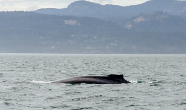 Kisah Nabi Yunus: Pelajaran Tentang Penyesalan dan Taubat