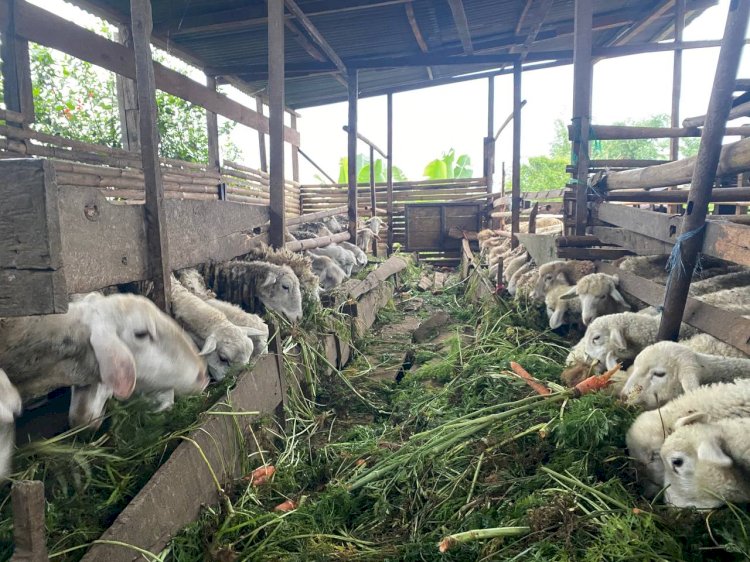 Cek Stok Hewan Qurban di Kandang Berastagi: PPPA Daarul Quran Medan Pastikan Kesehatan dan Syariat