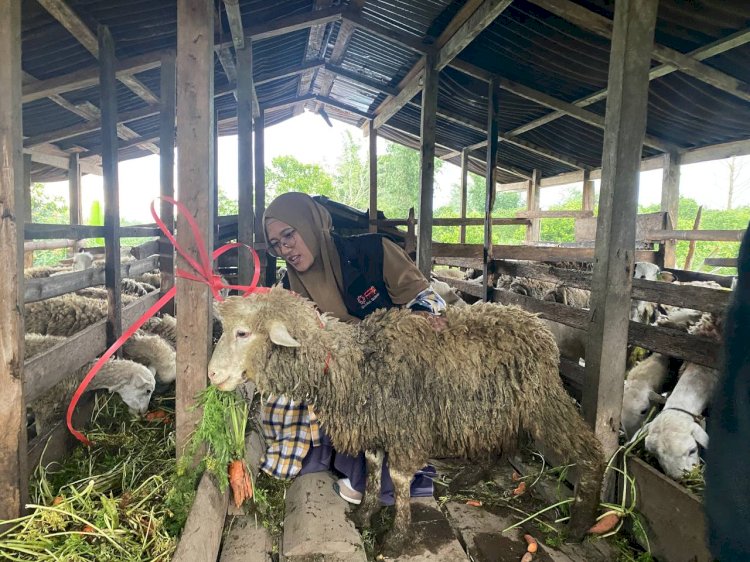 Cek Stok Hewan Qurban di Kandang Berastagi: PPPA Daarul Quran Medan Pastikan Kesehatan dan Syariat