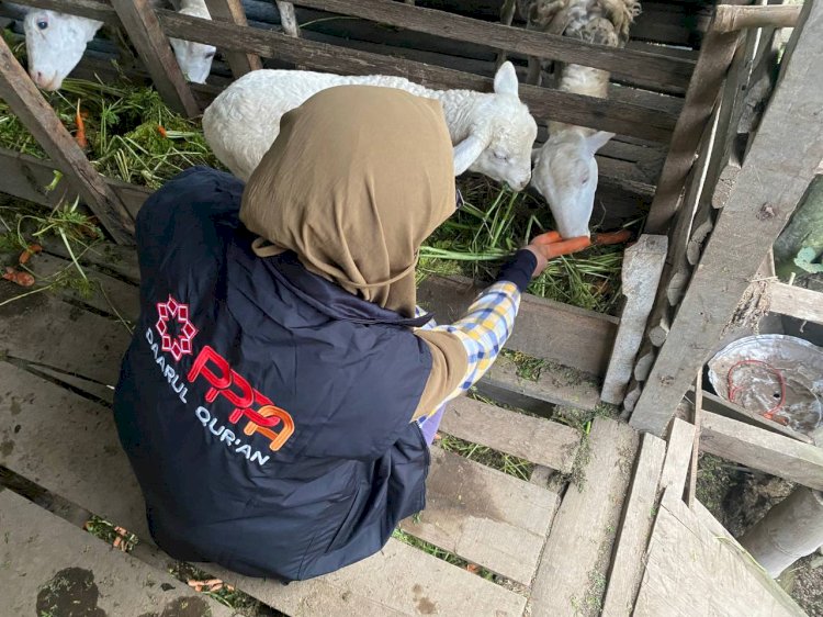 Cek Stok Hewan Qurban di Kandang Berastagi: PPPA Daarul Quran Medan Pastikan Kesehatan dan Syariat
