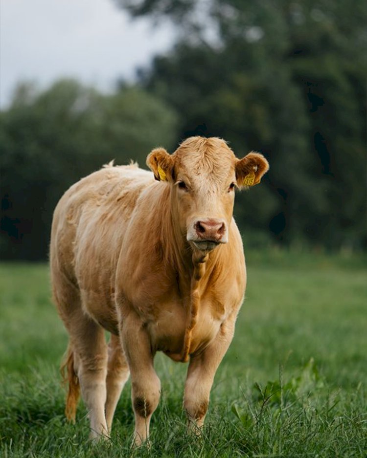 Mengenal Makna dan Keutamaan Qurban