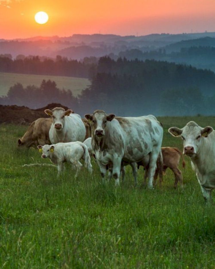 Qurban, Simbol Kepatuhan dan Bukti Keimanan Seorang Muslim
