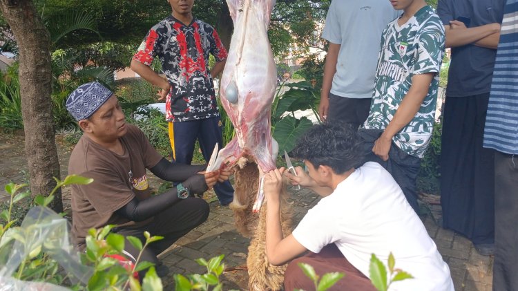 Qurban Donatur Disembelih di Pesantren, Santri Terlibat Hingga Distribusi