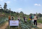 Panen Raya di Ciloto, Ikhtiar Melahirkan Petani Muda Mandiri